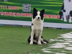-宠物寄养训练学校