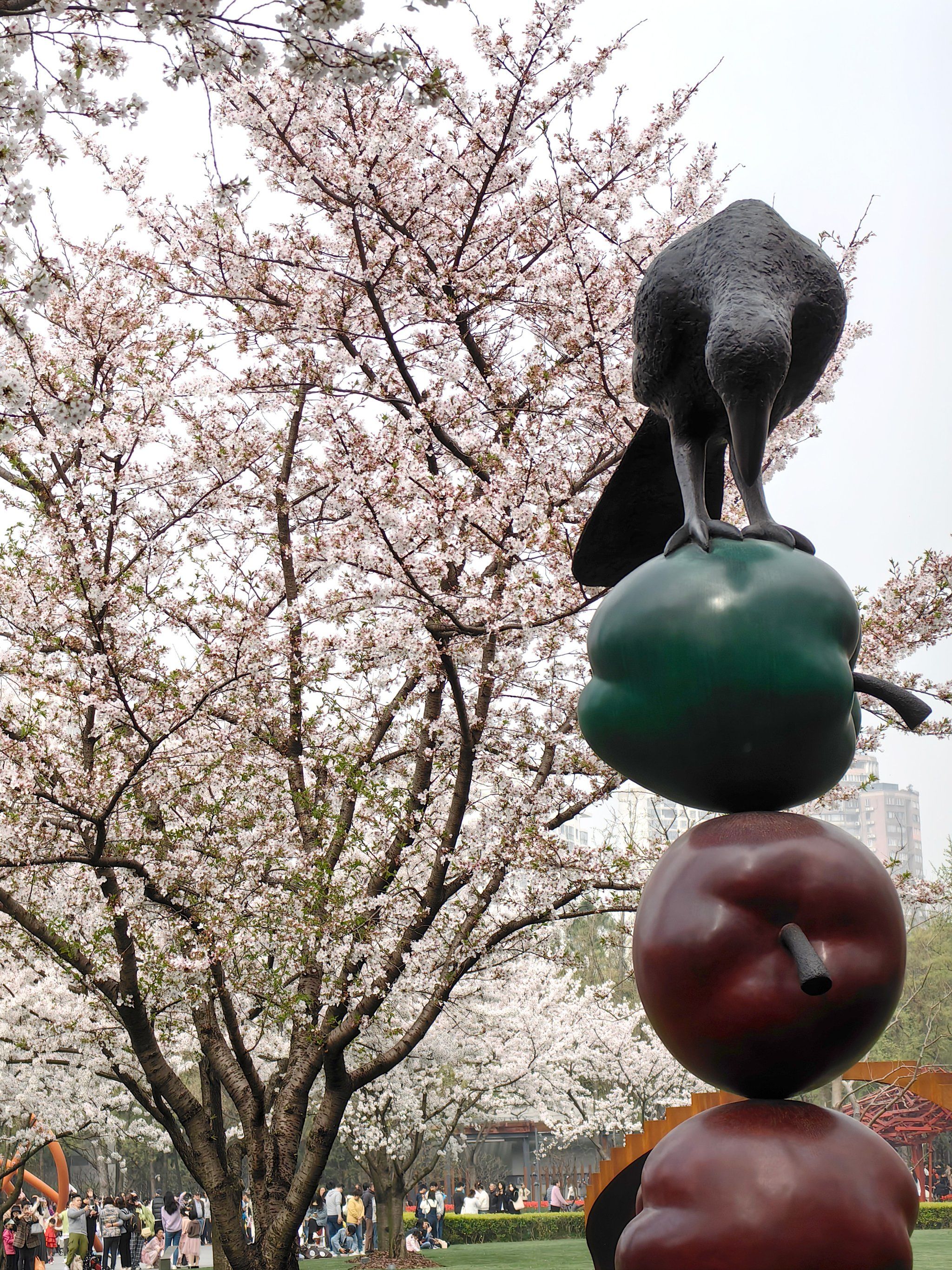 静安雕塑公园樱花🌸季打卡