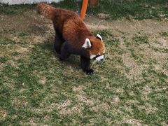 -栾川竹海野生动物园