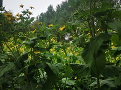 -黑龙江省森林植物园