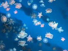 -合肥海洋世界