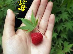 -鲜力达果品批发直销(青山店)