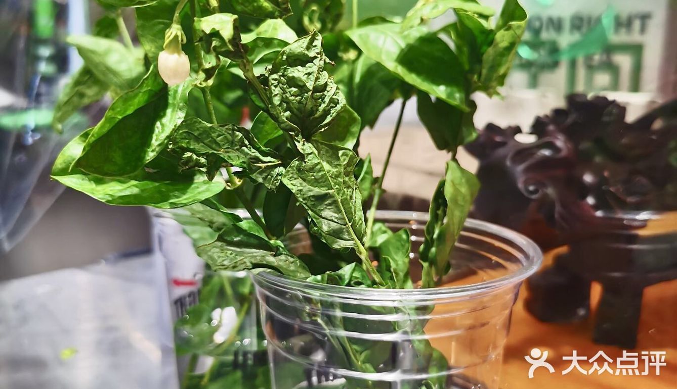 买茉莉茶还送茉莉花？
