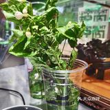 买茉莉茶还送茉莉花？