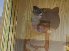-猫十亿·布偶金渐层·曼基康矮脚猫舍(青年路店)