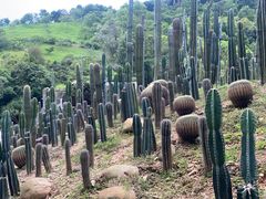 -深圳仙湖植物园