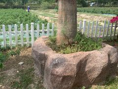 -亚龙湾国际玫瑰谷