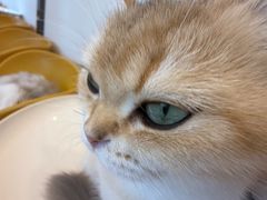 -有喵·猫咖·狗咖·30几只猫10只小狗(岗厦店)