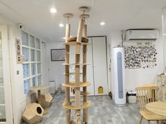 -楼上猫咖(罗湖店)