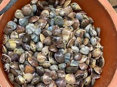 -红树林天天赶海