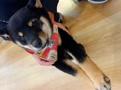 -柴犬小屋·柴餐厅·狗咖食堂(金鼎广场店)