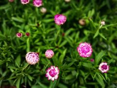 -中国科学院华南植物园