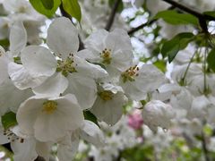 -海棠花溪(元大都城垣遗址公园)