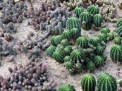 -深圳仙湖植物园