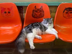 -猫咪博物馆(顶澳仔猫街店)