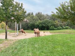 -北京野生动物园