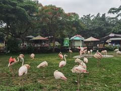 -广州长隆飞鸟乐园