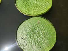 -上海滨江森林公园