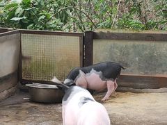 -海南热带野生动植物园