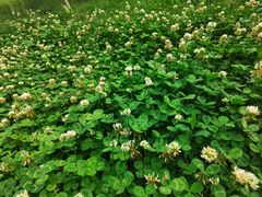 -大连植物园