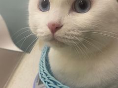 -纳吉亚猫专科动物医院·北北分院