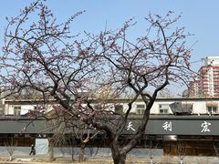 -元大都城垣遗址公园