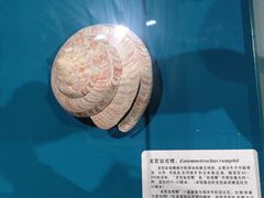 -青岛贝壳博物馆