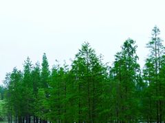 -白鹭湾湿地公园