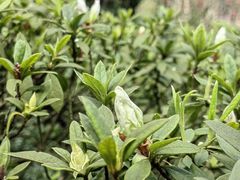 -南山植物园