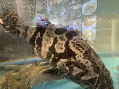 -林记象山海鲜(广灵二路店)