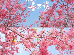 -天适樱花悠乐园