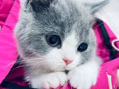 -暖阳宠物医院·犬猫康复中心·骨科