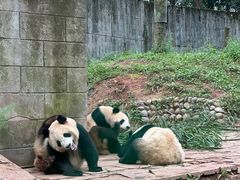 -中国大熊猫保护研究中心雅安碧峰峡基地