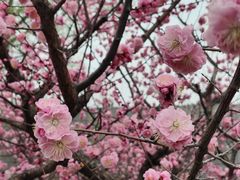 -石家庄市植物园