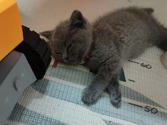 -芭比堂动物医院广州顽皮分院