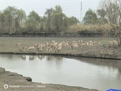 -溱湖国家湿地公园