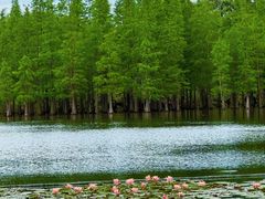 -白鹭湾湿地公园