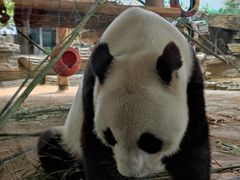-西霞口神雕山野生动物世界