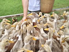 -郴州特产舜华临武鸭(郴州西站店)