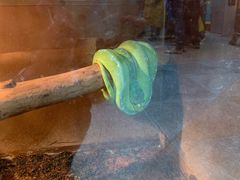 -上海大自然野生昆虫馆(东方明珠·爬宠昆虫探索中心)