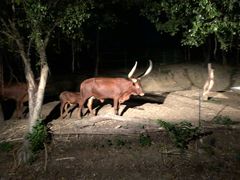 -清迈夜间动物园