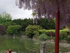 -嘉定紫藤园