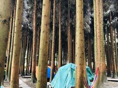 -武陵山森林公园