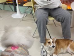 -怪兽屋·羊驼·猫咖·狗咖(俊华广场店)