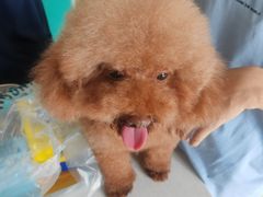 -乐琪宠物医院·犬猫专科·骨外科·急重症
