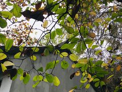 -秋霞圃