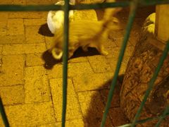 -大鹅岛绿色生态美食园