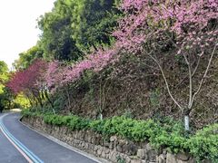 -杭州半山国家森林公园