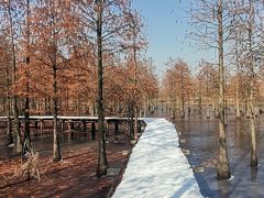 -池杉湖湿地公园