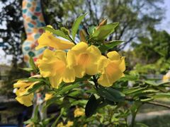 -广东花都香草世界旅游度假区